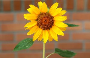 Assim nasce o Portal Centro de Estudos Filosóficos Espíritas