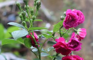 4ª. Aula: Mediunidade Espírita – Práticas Mediúnicas não espíritas