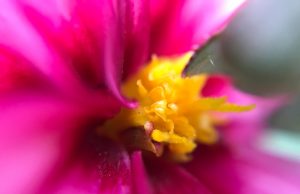 LIBERDADE (OU LIBERTINAGEM) DE IMPRENSA – UMA OPINIÃO