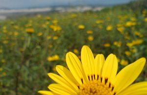 Anália Franco – a missão do amor