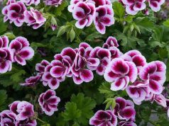 Themistoclea (séc. VI a.C.)