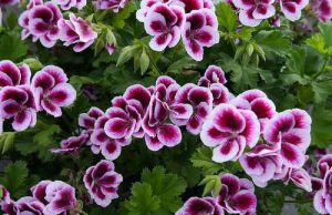 Themistoclea (séc. VI a.C.)