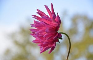 PURISMO DOUTRINÁRIO – O QUE É (PEQUENO ENSAIO E PROVOCAÇÃO AO ESTUDO DO ESPIRITISMO)