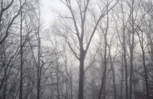 ALVORECER DA REGENERAÇÃO