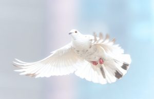 VIOLÊNCIA E CULTURA DE PAZ (PROGRAMA FILOSOFANDO)