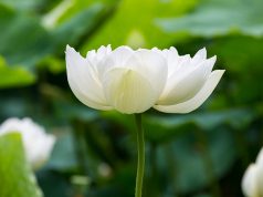 AULA TEMÁTICA I – O PENSAMENTO DE EMMANUEL