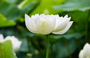 AULA TEMÁTICA I – O PENSAMENTO DE EMMANUEL